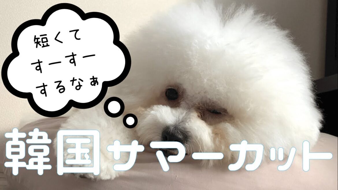 ビションフリーゼのトリミング 韓国ビション風のサマーカットに変身 ビションフリーゼのトリミング 韓国ビション風のサマーカットに変身