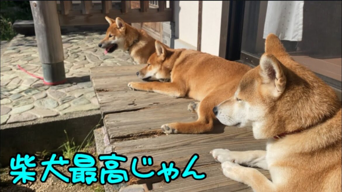 柴犬が縁側で並んでくつろぐ姿は最高に癒されます！