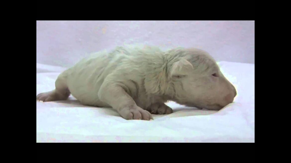 ミニチュアブルテリア（ホワイト）の子犬