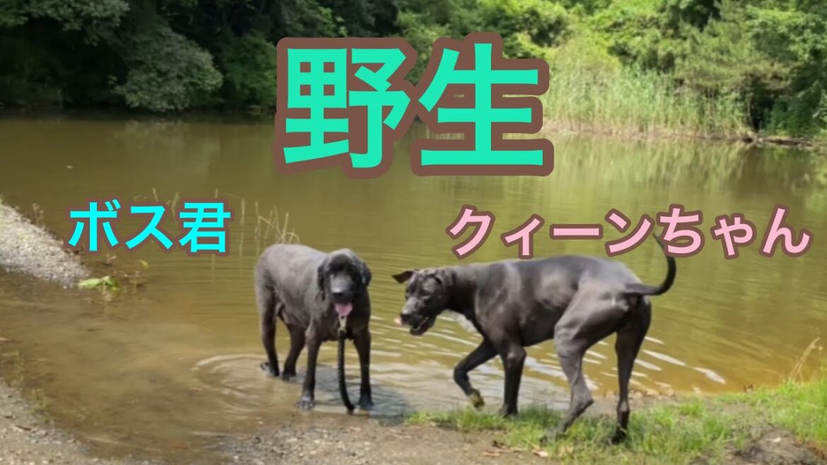 野性的な巨人😳 大型犬 ニューファンドランド グレートデン 多頭飼育 渡辺ボス 野池 庭 散歩 優しい巨人