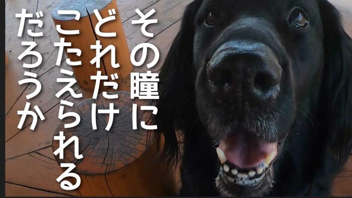 春のお出かけとちょっぴり寂しくなった事【フラットコーテッドレトリーバー＃93】