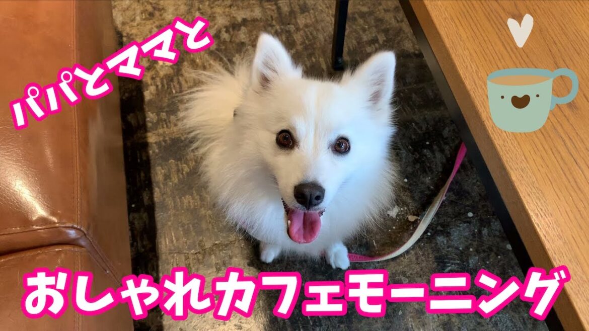 ☕オシャレなカフェでモーニングを楽しむ日本スピッツちぃ。 ☕オシャレなカフェでモーニングを楽しむ日本スピッツちぃ。