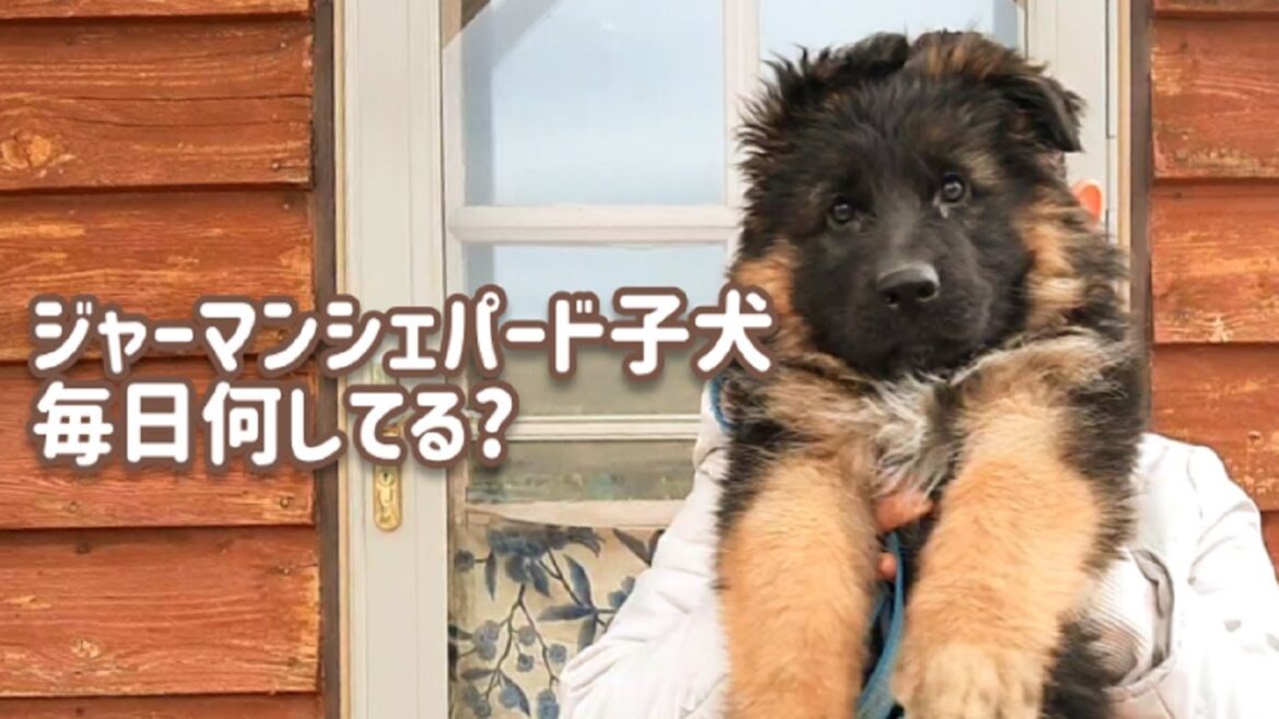 【ジャーマンシェパード】シェパード子犬の朝のルーティンワーク [German Shepherd] Puppy's morning routine