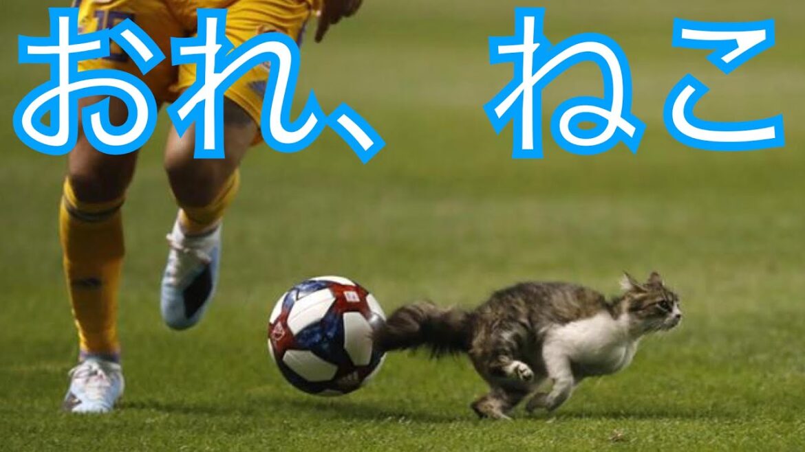 乱入する猫 ✕【おれ、ねこ】 乱入する猫 ✕【おれ、ねこ】