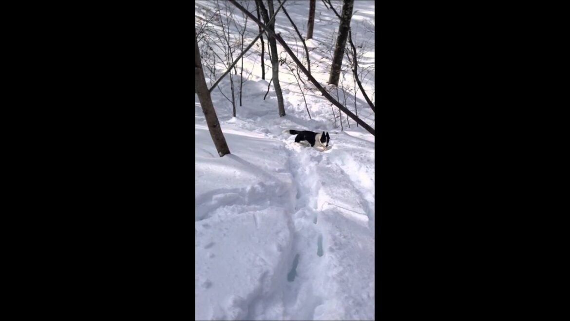 2013/1/13 犬連れスノーシュートレッキング