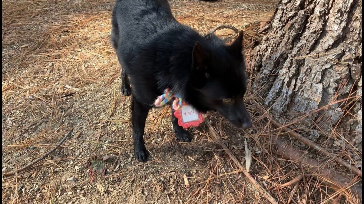 【ちぃ。のお友だち】スキッパーキのすずりちゃん① / Suzuri the Schipperke, my Friend. vol.01