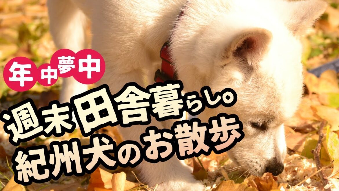 【紀州犬】週末田舎暮らしと山小屋の相方。子犬のお散歩