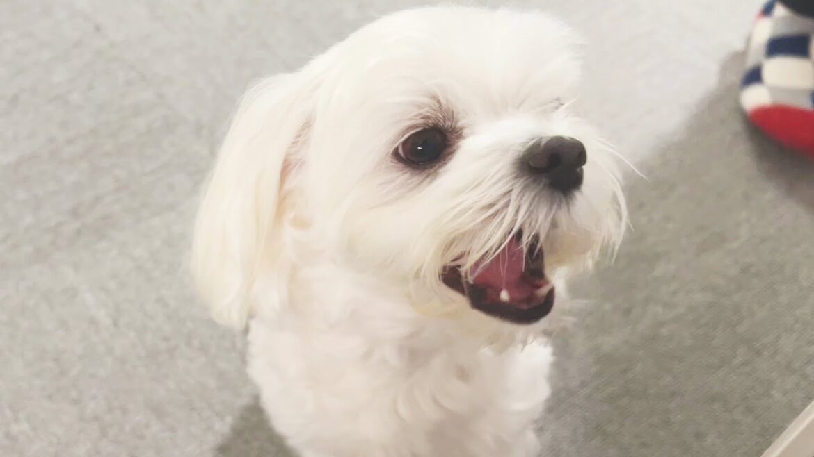 ご飯の用意が遅いと足を踏んで急かしてくる犬がわがまま可愛い【マルチーズ】 ご飯の用意が遅いと足を踏んで急かしてくる犬がわがまま可愛い【マルチーズ】