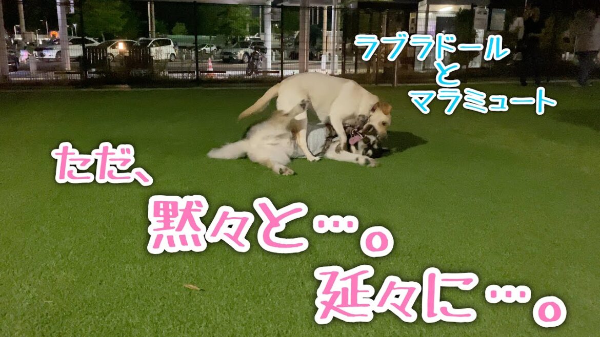 ラブラドールと延々と遊び続けるアラスカンマラミュート【桜空】