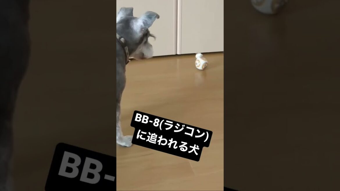 ラジコンvsわんこ #ミニチュアシュナウザー #わんこ #犬