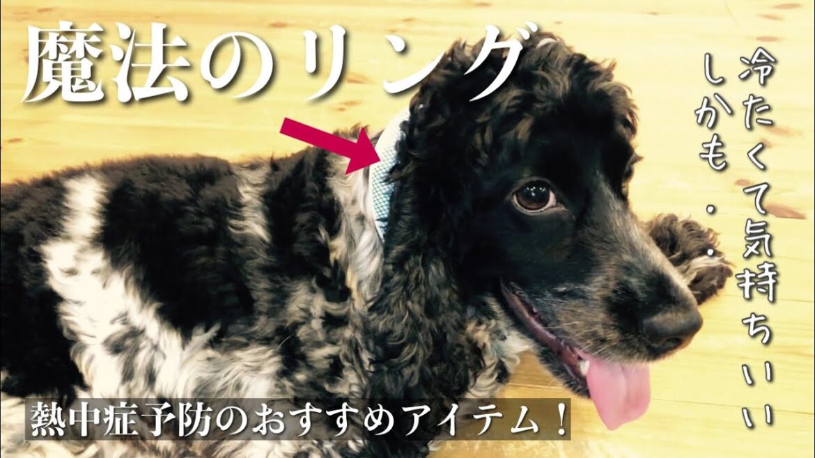 【1コマ動画#31】魔法のリング！　イングリッシュコッカースパニエル「みみ」の気持ち