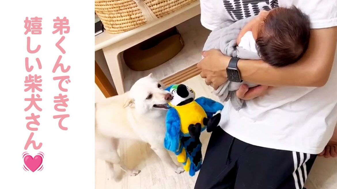 赤ちゃんと対面!シッポふりふり大喜びな柴犬さん♡|PECO 赤ちゃんと対面!シッポふりふり大喜びな柴犬さん♡|PECO