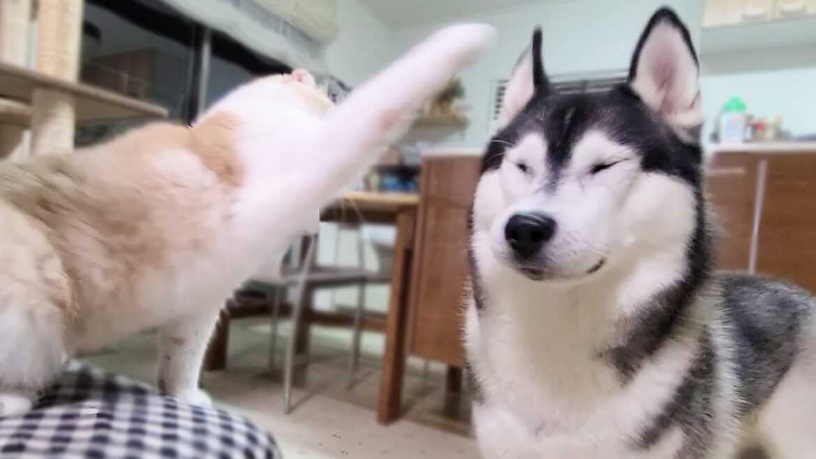 子猫のご飯を食べちゃって猫に怒られるハスキー犬がこちら...