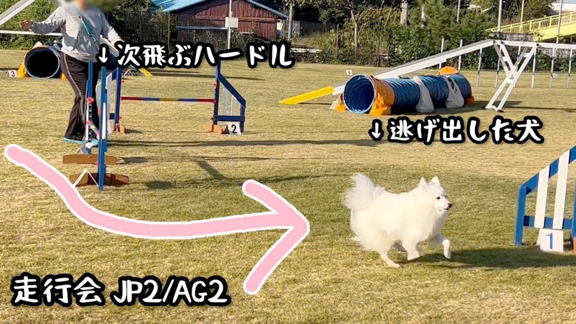 【アジリティ走行会】もちは逃げ出した！【日本スピッツ☆もち】