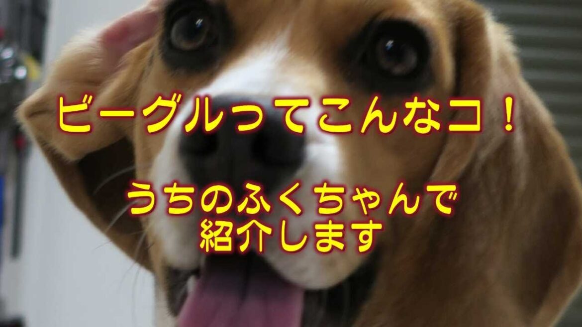 ビーグルってこんなコ　うちのふくちゃんで紹介します！