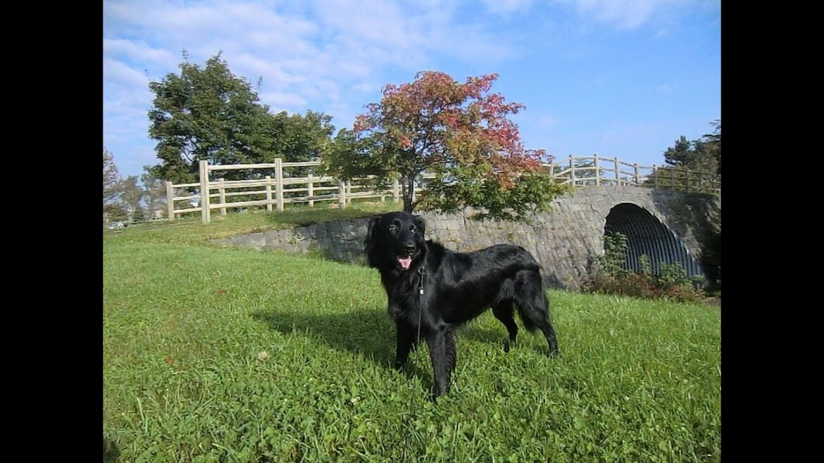 ウレシ過ぎてウォォォーですよ！（フラットコーテッドレトリーバーのココ）