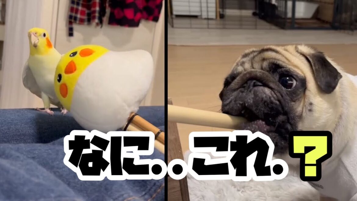 なにこれ？　【パグ侍ももたろ】