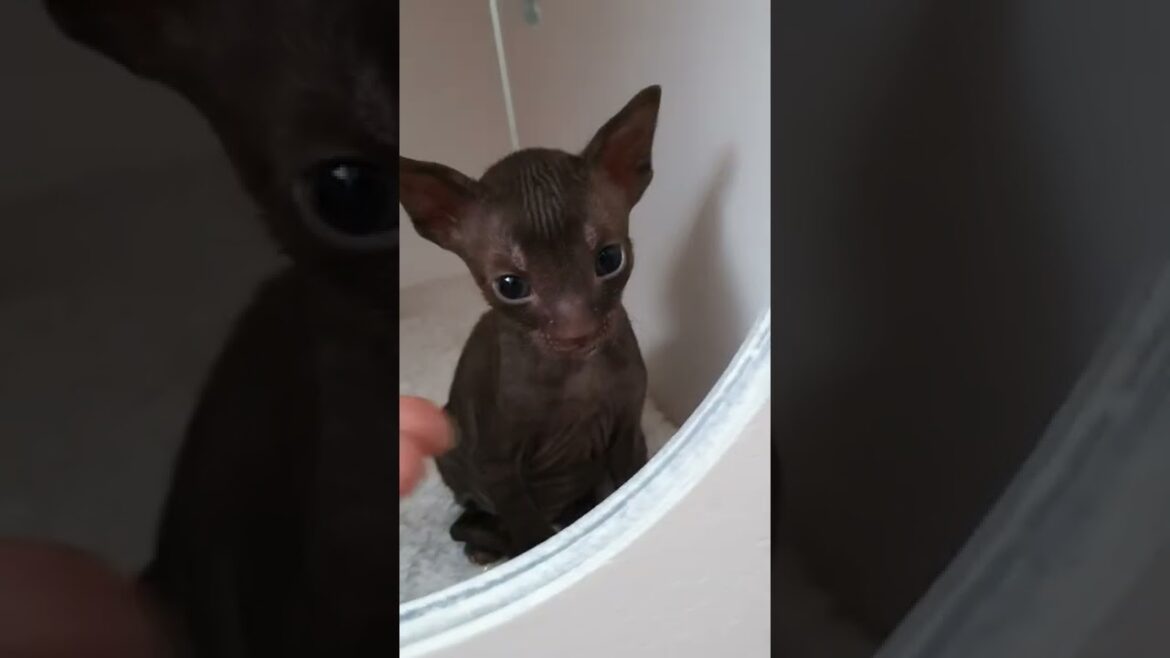 Cornish Rex sweet kittens ❤😽🥰