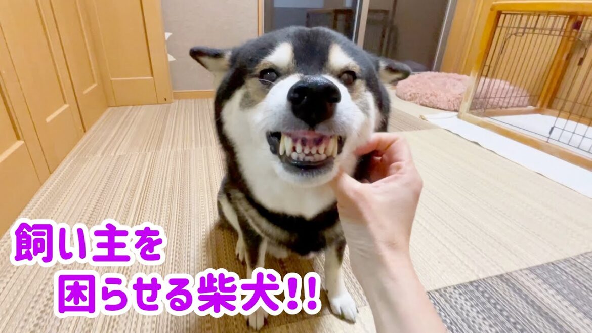 【矯正困難】飼い主を困らせる柴犬！！