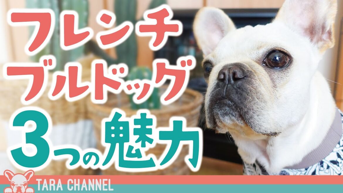 フレブルってこんな犬！？見ると絶対フレンチブルドッグが飼いたくなる！