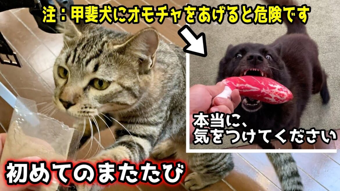 初めてのまたたび！と甲斐犬にオモチャをあげてはいけない理由【甲斐犬一休と猫のしずく】