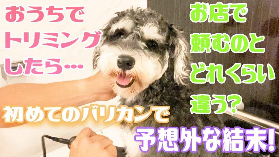 初心者が自宅で初バリカンしたら意外と上出来だった|ミニチュアシュナウザーのホイミ 初心者が自宅で初バリカンしたら意外と上出来だった|ミニチュアシュナウザーのホイミ
