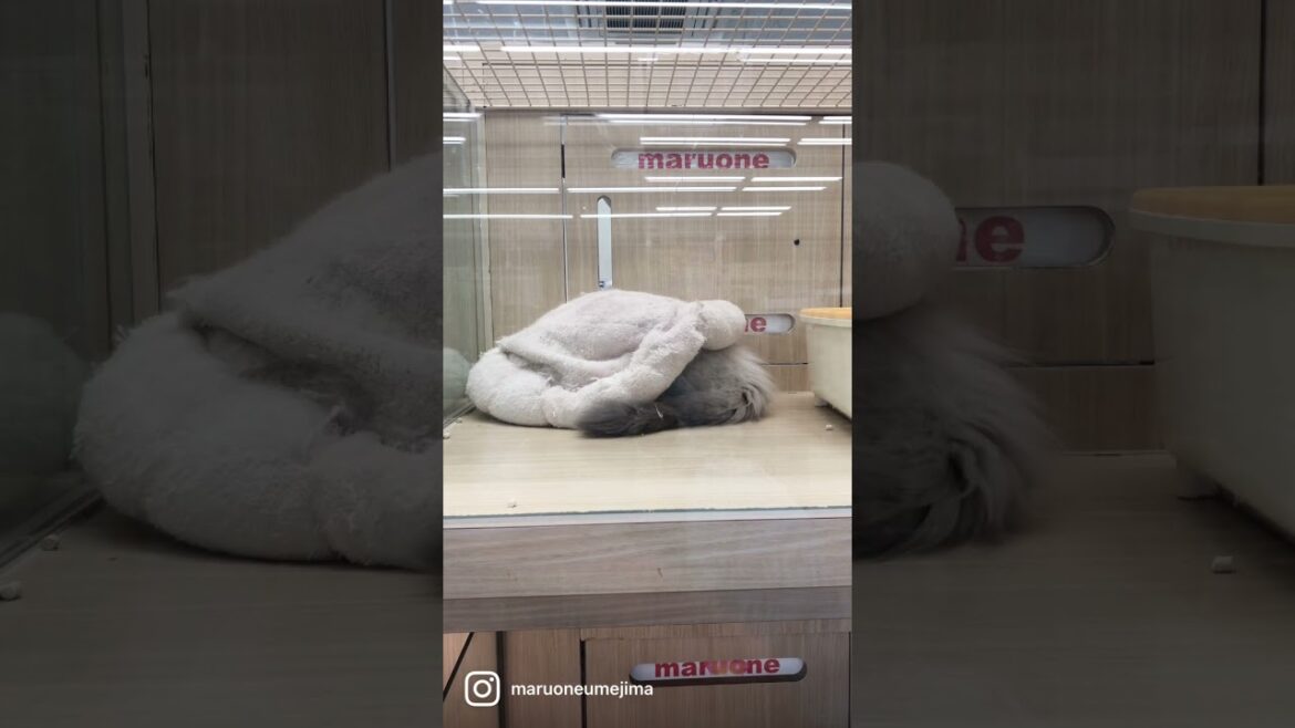 【 ヒマラヤン＆ミヌエット 】かくれんぼ？【 マルワン梅島店 】