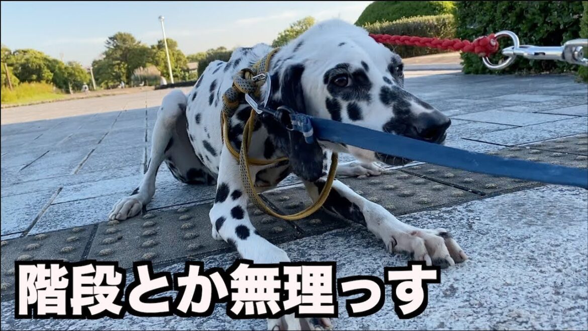 段差が苦手な保護犬ダルメシアン