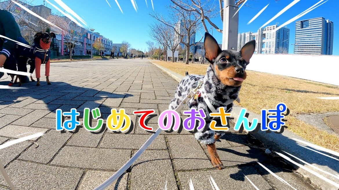 【お散歩デビュー】ミニピンの子犬がお散歩初チャレンジ！生後120日になりました