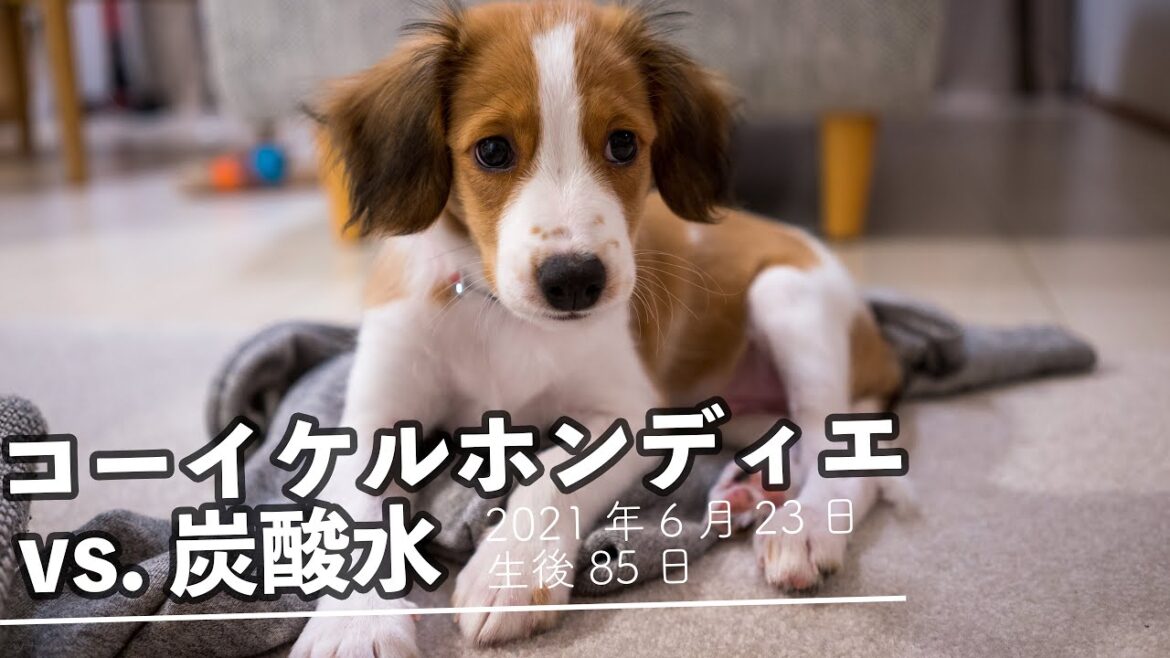 【コーイケルホンディエ】子犬と炭酸水