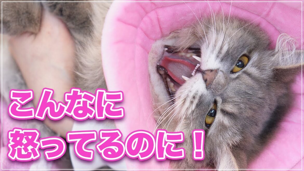 【アーニャちゃん】渾身の怒りの「シャー」もみーちゃん先生に全く通じず最後には褒められるアーニャちゃん【サイベリアン】 【アーニャちゃん】渾身の怒りの「シャー」もみーちゃん先生に全く通じず最後には褒められるアーニャちゃん【サイベリアン】