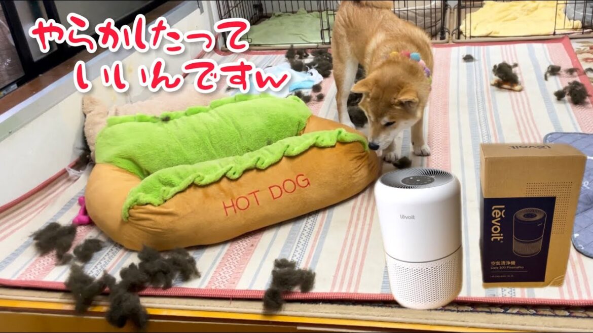 柴犬みかん園が柴犬たちに荒らされても大丈夫なワケw｜Levoit Core 300 空気清浄機(プラズマ機能付き)
