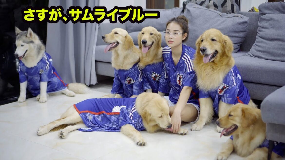 カタールW杯日本逆転勝利！！日本代表を全力で応援していたハスキーとゴールデンレトリバーたち