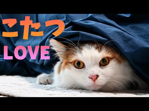 お互いを驚かせようと必死なラグドールとサイベリアン、メインクーンもみんなこたつの住人です。 お互いを驚かせようと必死なラグドールとサイベリアン、メインクーンもみんなこたつの住人です。