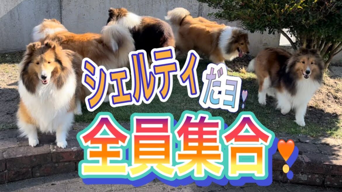 【シェットランドシープドッグ】シェルティだョ❣全員集合❣