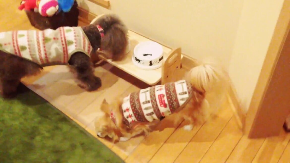 プーリーのご飯を狙うバニラさん (日常)