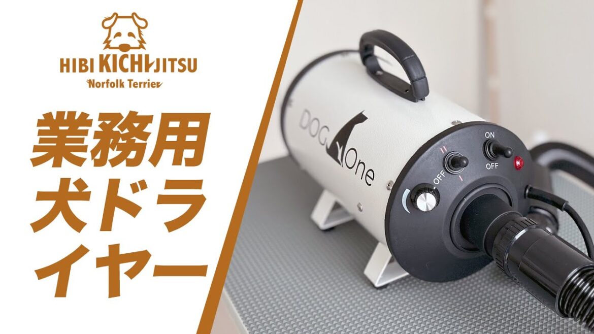 愛犬キチのためにペット用強力ドライヤー【ノーフォークテリア   norfolkterrier  クイックドライ  】