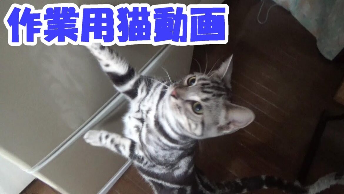 作業用猫動画　アメリカンショートヘア　（2021年1月17日）