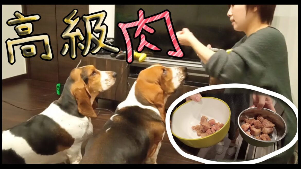 初めて高級和牛を食べるバセットハウンド