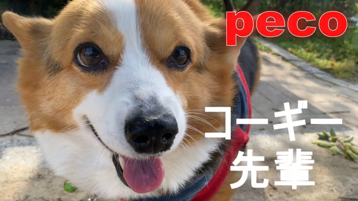 コーギー先輩（peco　Corgi of senior）　アイリッシュセター（アイリッシュセッター）Irish Setor（Irish Setter）
