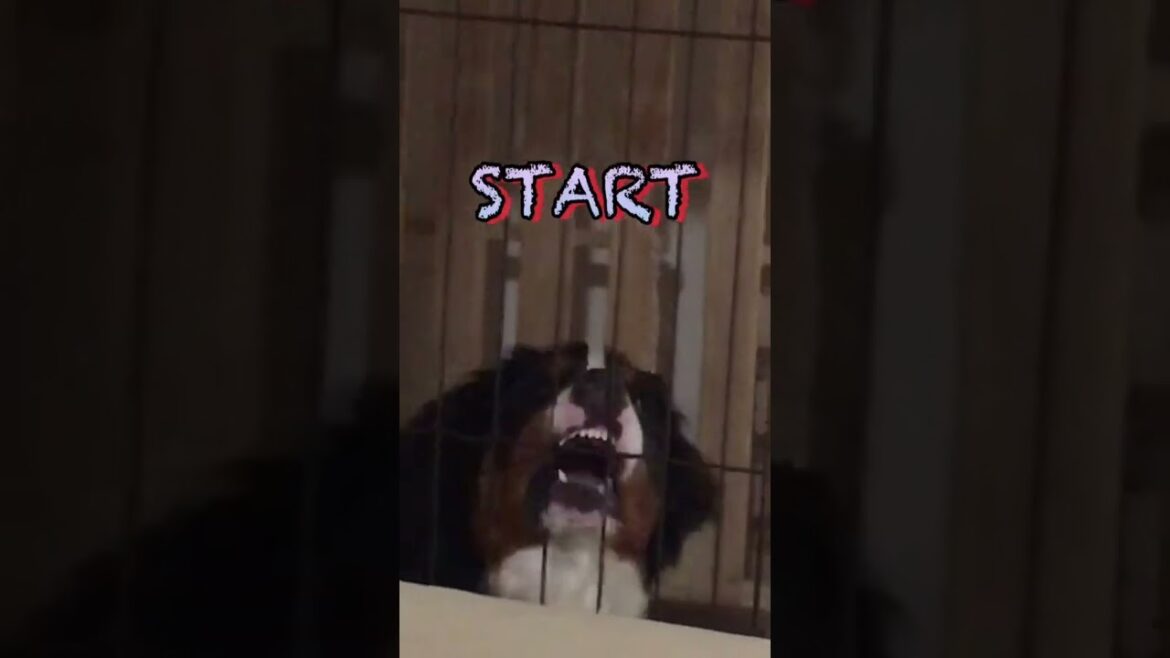 出して欲しいバーニーズマウンテンドックのQUEENちゃん