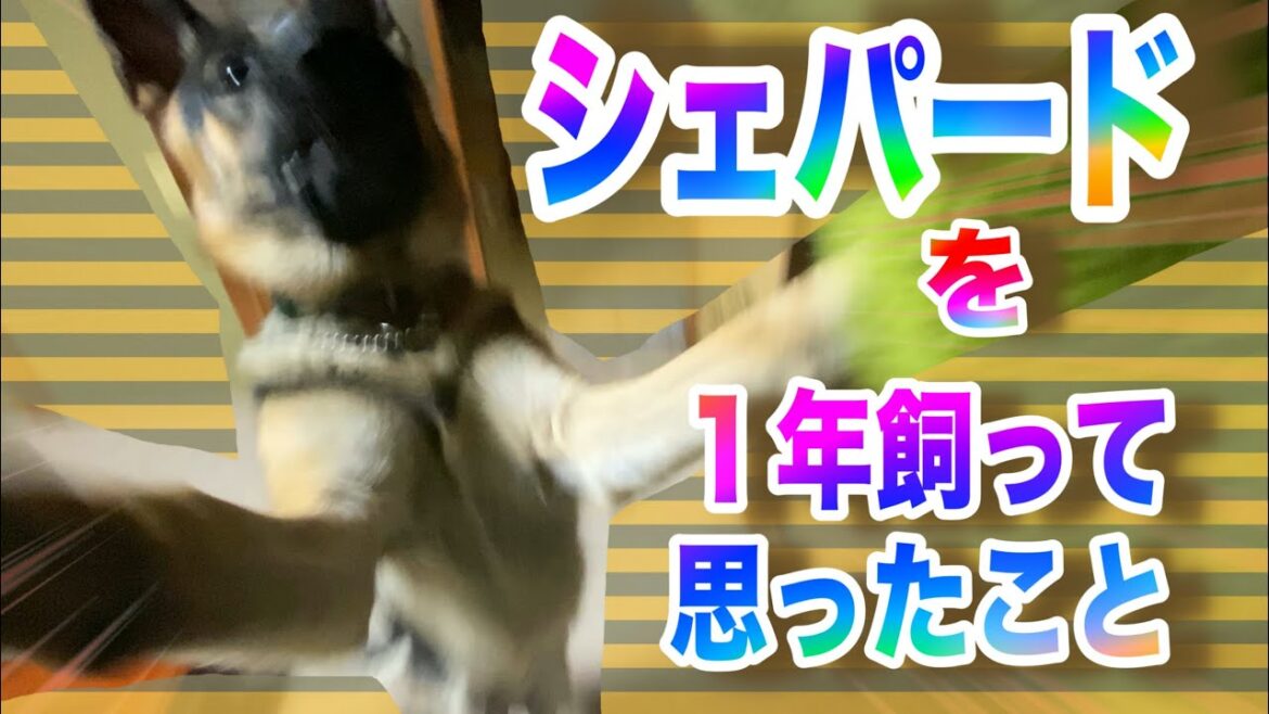 シェパード を1年飼って思ったこと