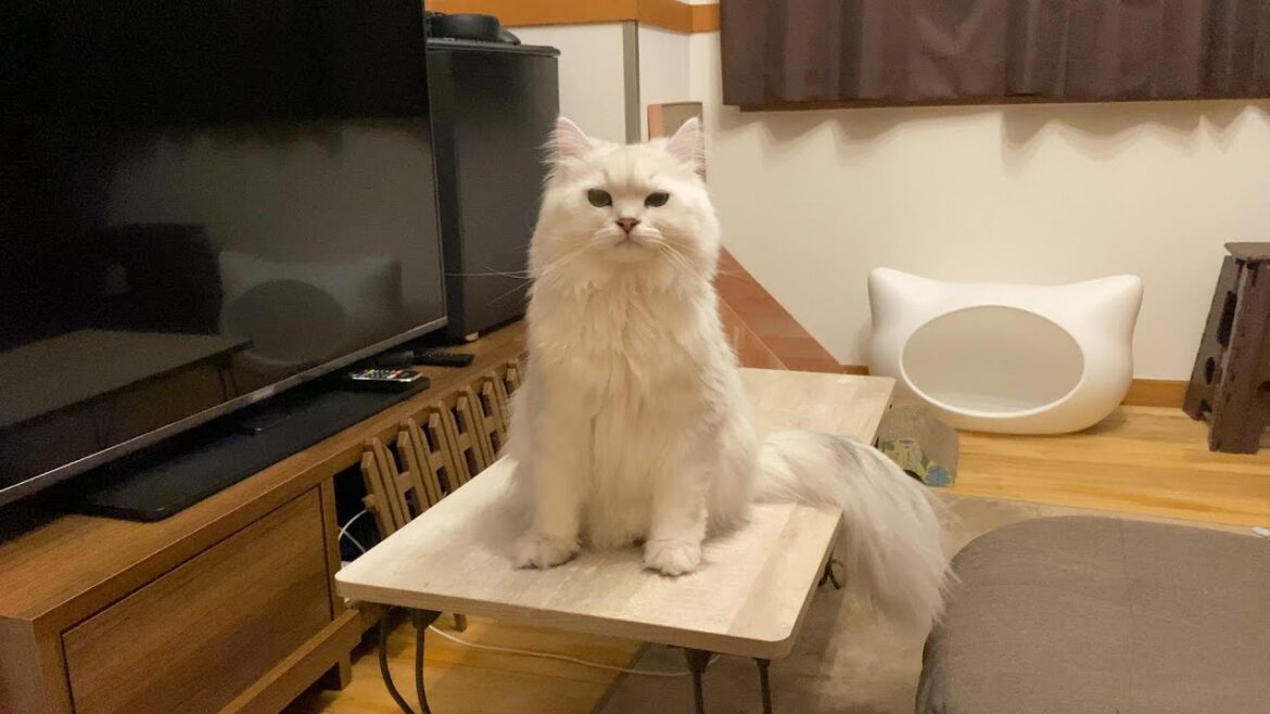 ペルシャ猫「触るな、遊べ」