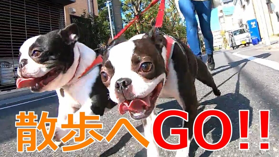 爆走！ボストンテリアとフレンチブルドッグの散歩が超かわいい！