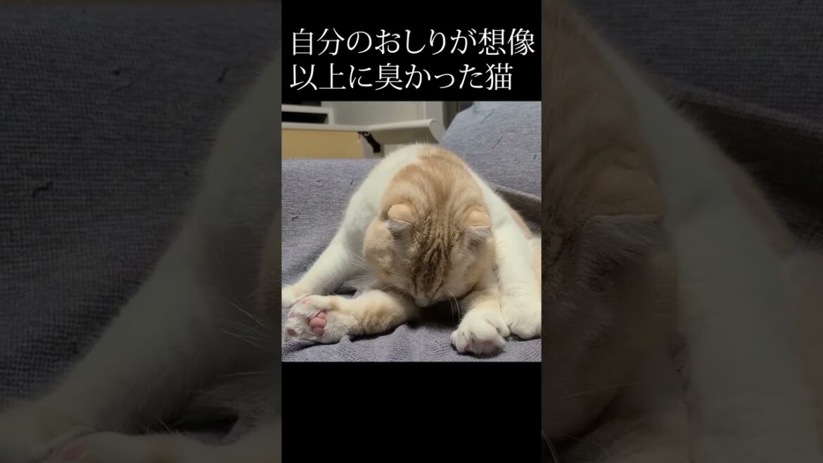 うんち後のお尻の匂いを嗅いだら強烈すぎて子猫の鼻が曲がりましたｗ