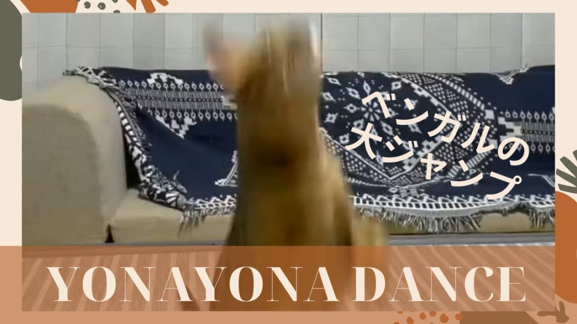 YONA YONA NEKOJARASHI(ベンガル猫とアビシニアン)funny cat videos #shorts YONA YONA NEKOJARASHI(ベンガル猫とアビシニアン)funny cat videos #shorts