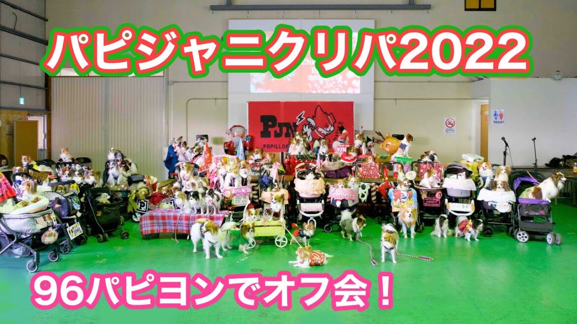 【パピヨンオフ会】パピジャニクリスマスパーティー！　#papillon #パピヨン #犬 #dog #オフ会 #クリスマスパーティー