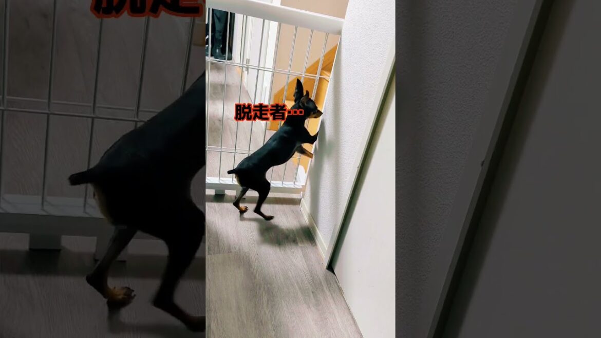 脱走するミニピン… #ミニチュアピンシャー #犬 #脱走 #shorts