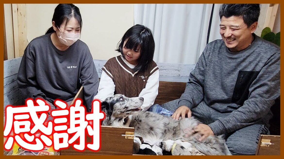 【感謝】いつも皆様、ありがとうございます😊【ボーダーコリー】