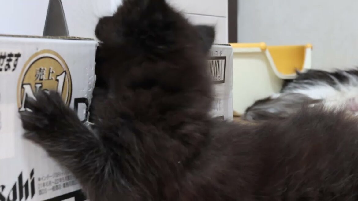 真っ黒くろすけブラックのメインクーン子猫4